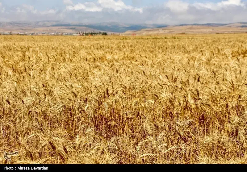 ۵ هکتار زمین دیم مرغوب|فروش دفتر صنعتی، کشاورزی، تجاری|دالاهو, |دیوار