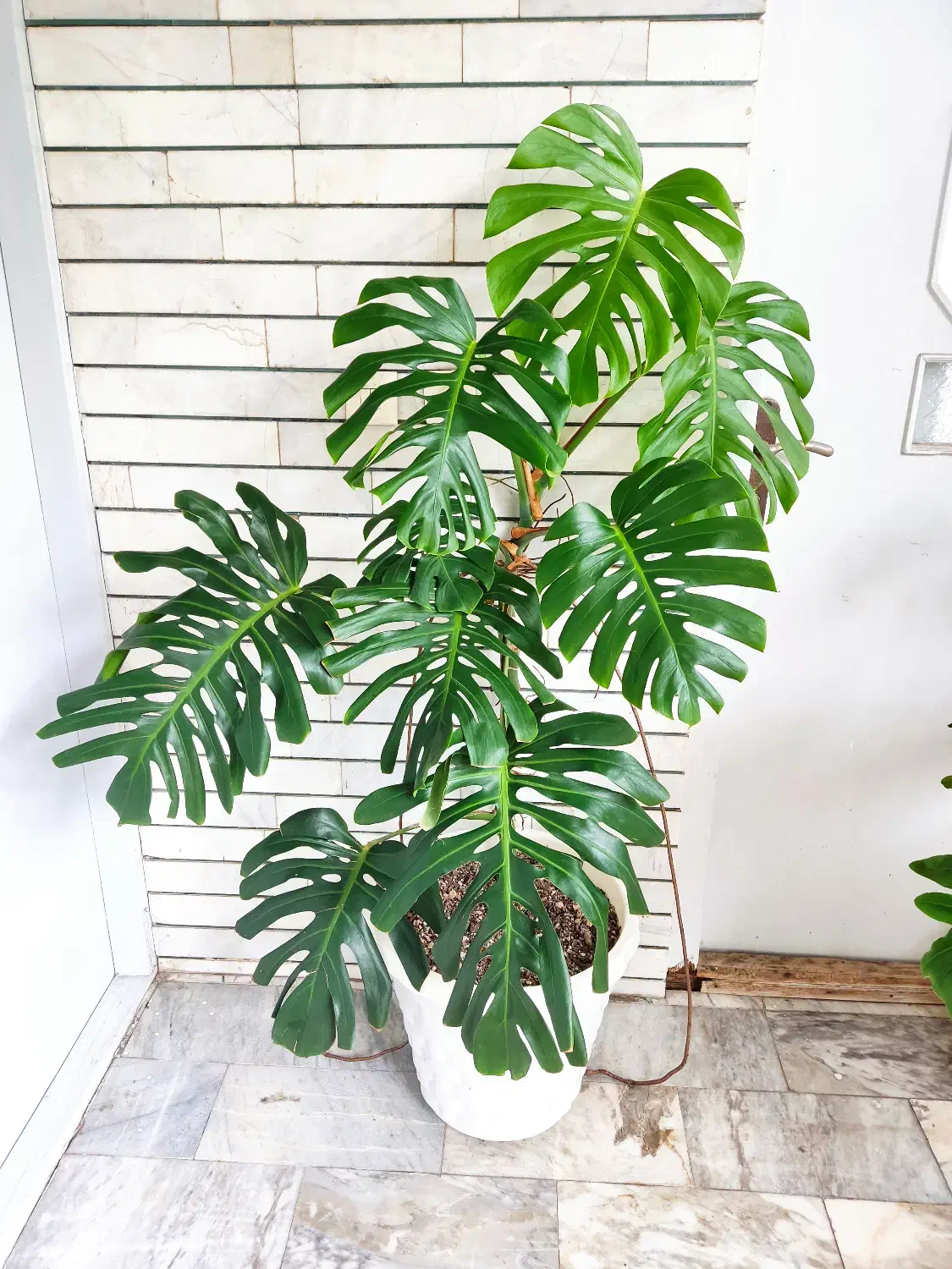 گل زیبای مانسترا|گل و گیاه طبیعی|آمل, |دیوار