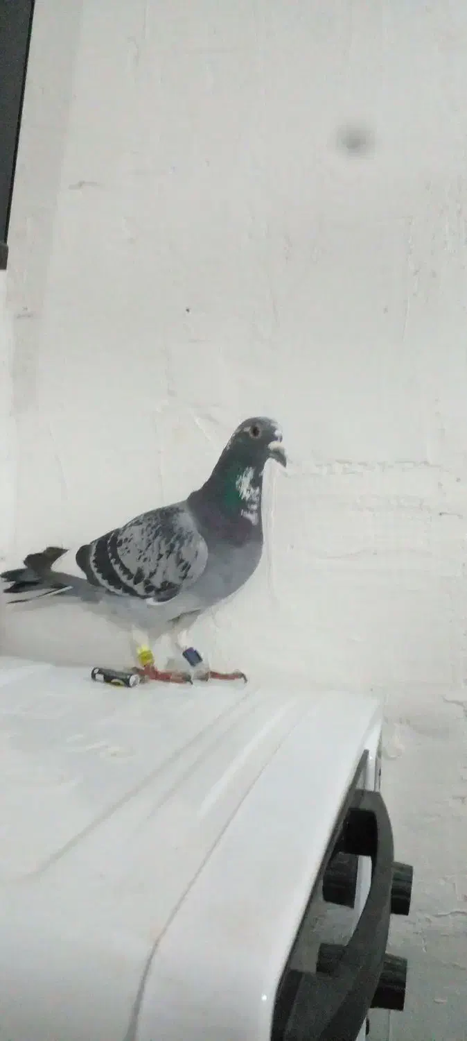 گرفتنی|پرنده|خرمشهر, |دیوار