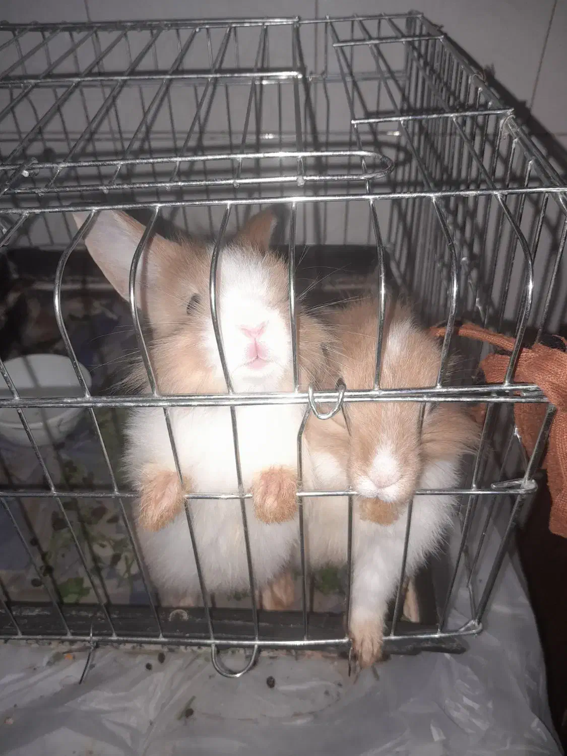 خرگوش نژاد جرسی. فروش فوری|موش و خرگوش|بم, |دیوار