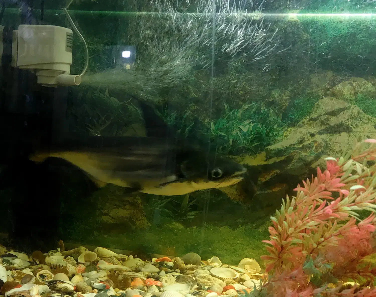 ماهی پنگوسی باله بلند|ماهی|فسا, |دیوار