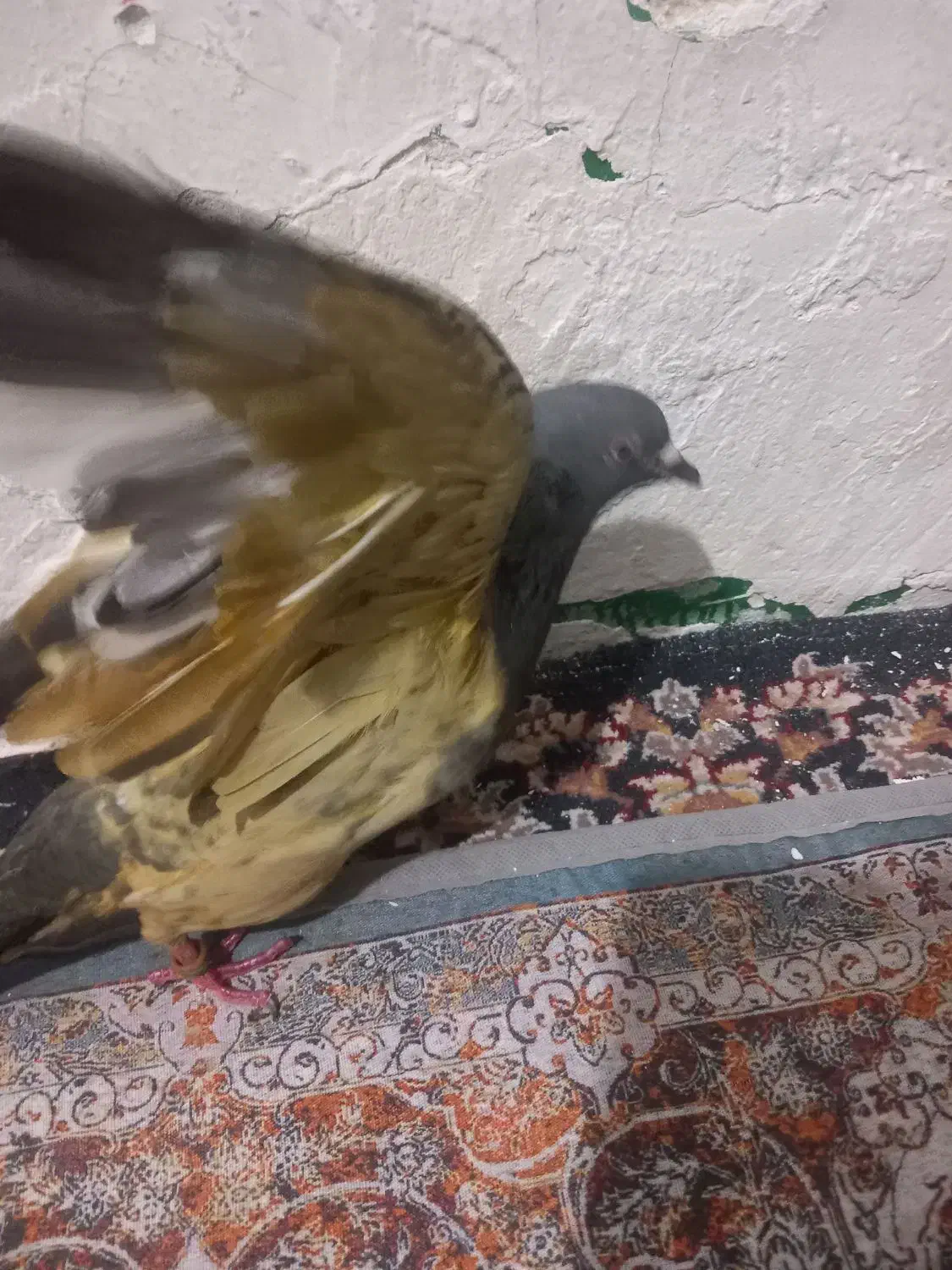 کبوتر پاکستانی|پرنده|بندر کنگان, |دیوار