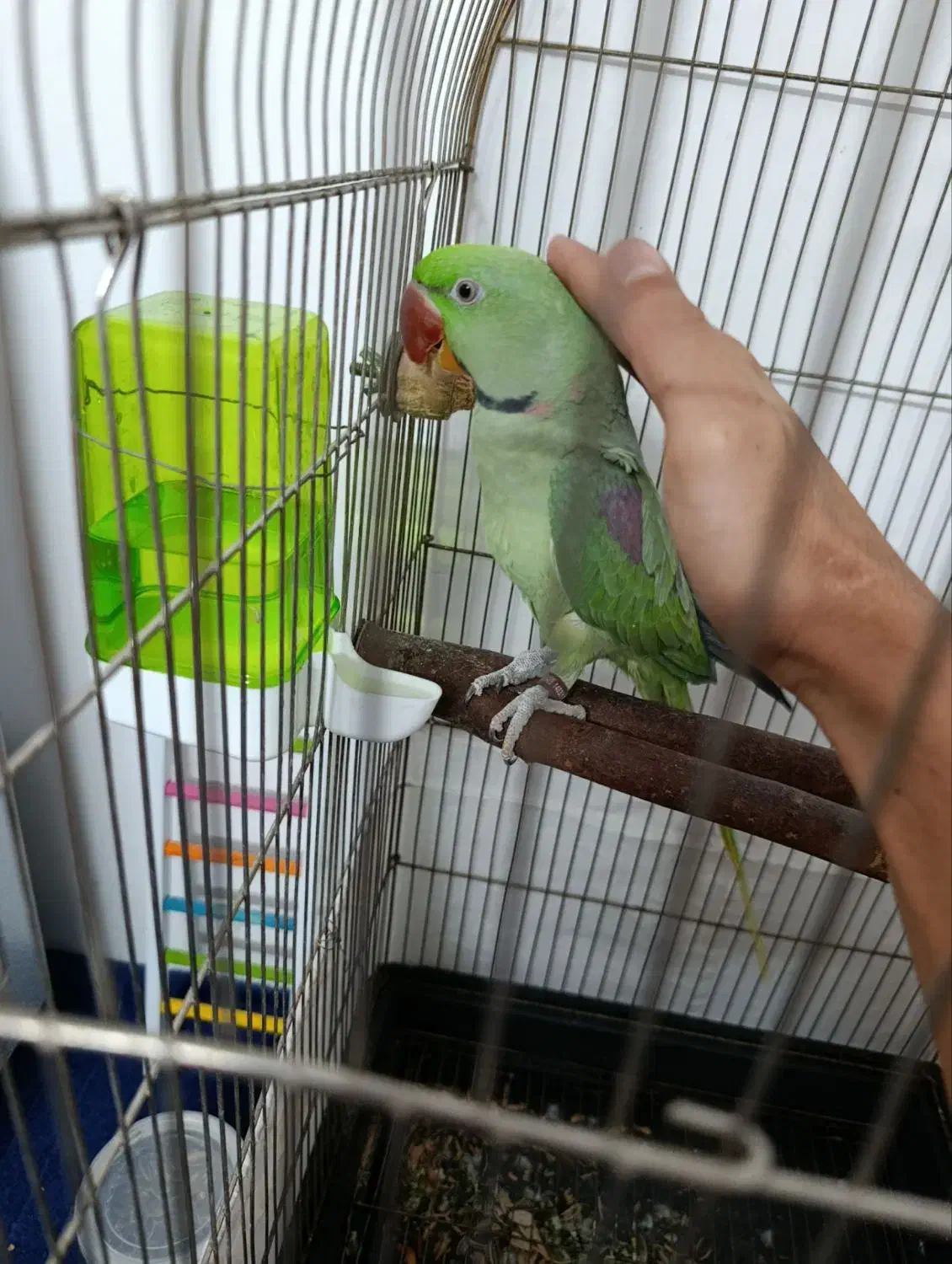 شاه طوطی نر|پرنده|مشهد, کارگران|دیوار