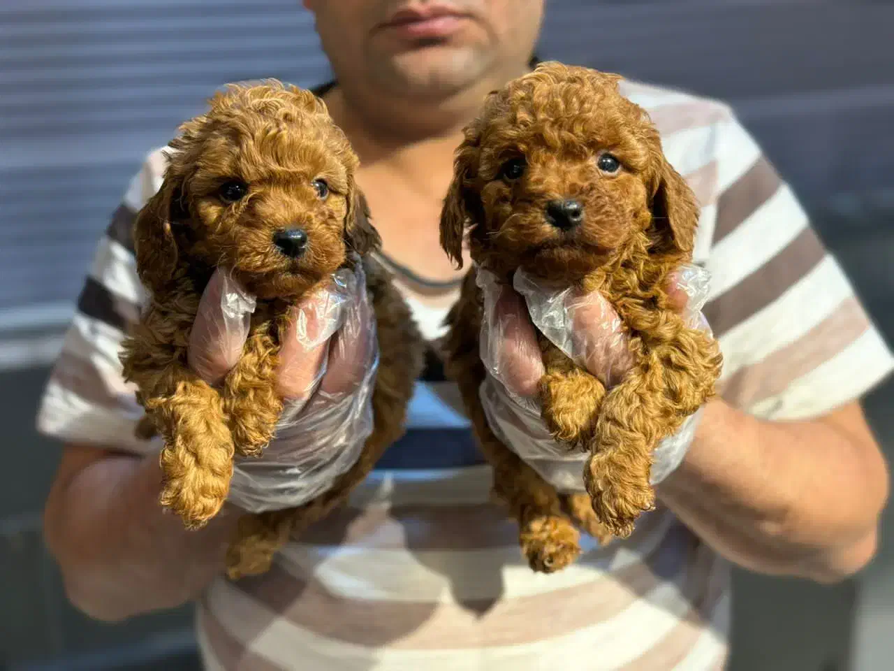 پودل توی|سگ|تهران, شهرک آزمایش|دیوار