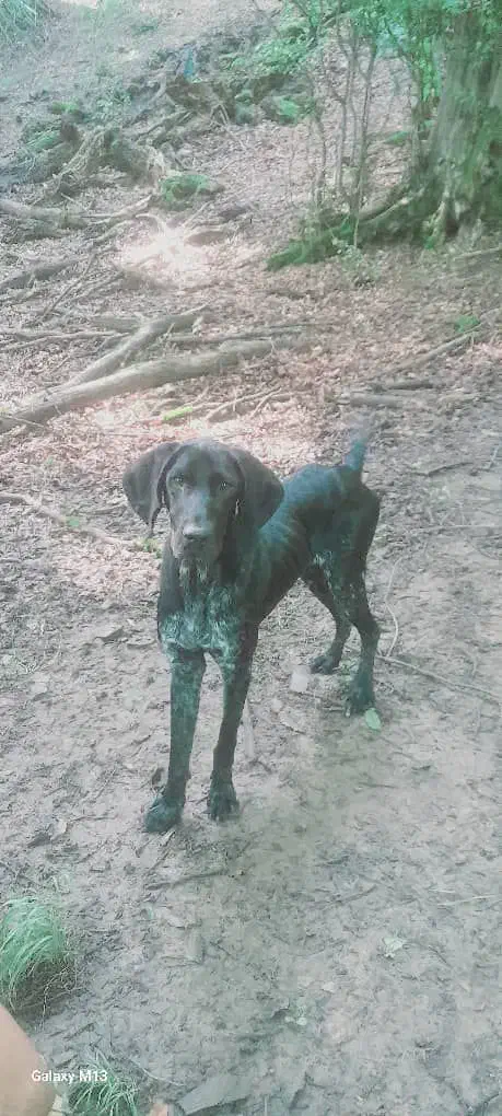 سگ دنبلانی|سگ|صادق آباد, |دیوار