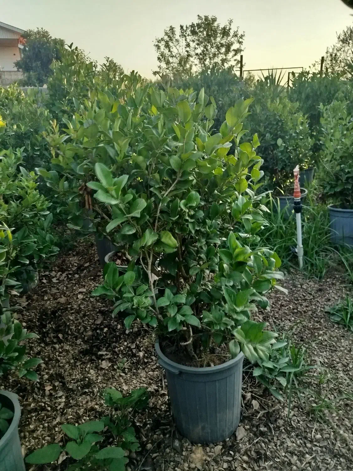 یاس جعبه ۴۰|خدمات باغبانی و درختکاری|کومله, |دیوار