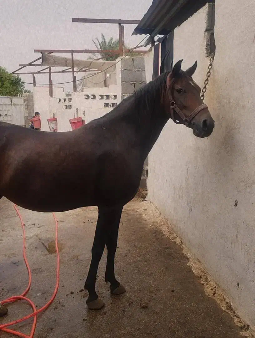 اسب مادیان|اسب و تجهیزات اسب‌سواری|شوشتر, |دیوار