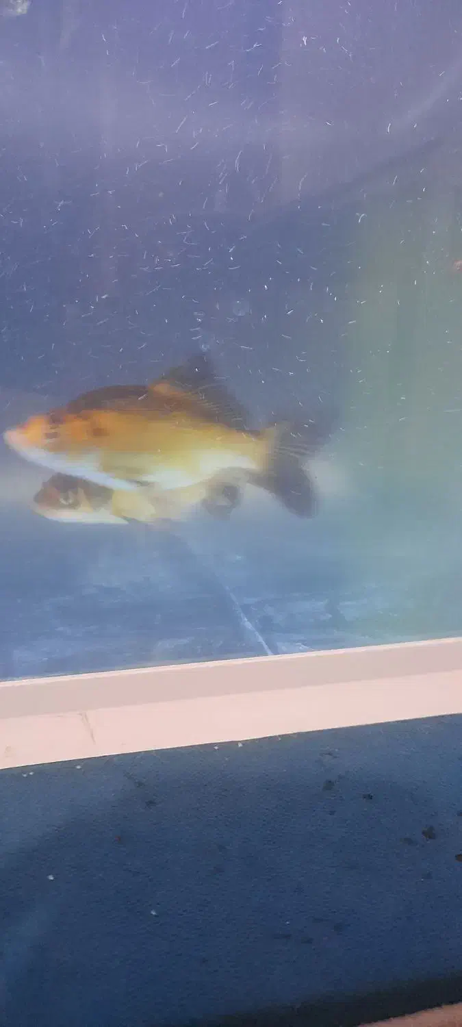 دو عدد ماهی کاراس|ماهی|اسلامآباد غرب, |دیوار