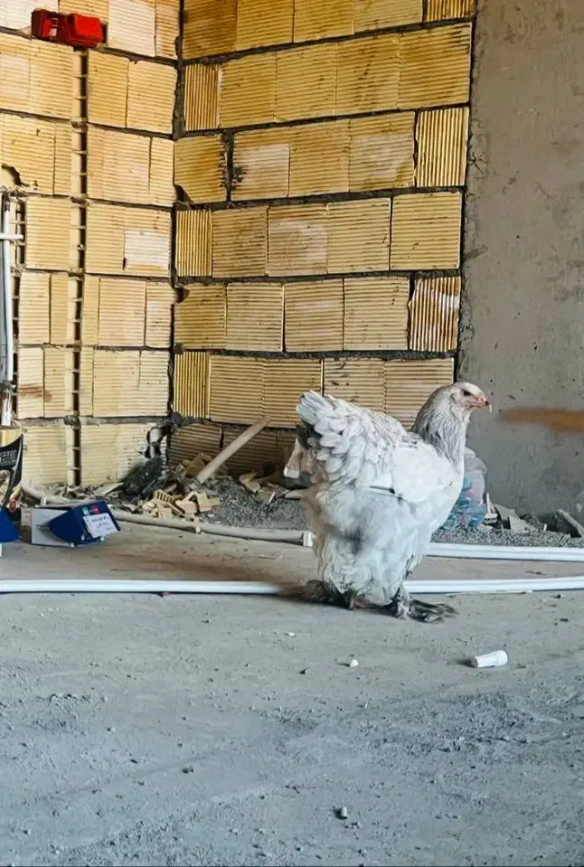 مرغ نژاد اصیل براهما بلو لایت ۶ ماه و نیم|حیوانات مزرعه|بانه, |دیوار