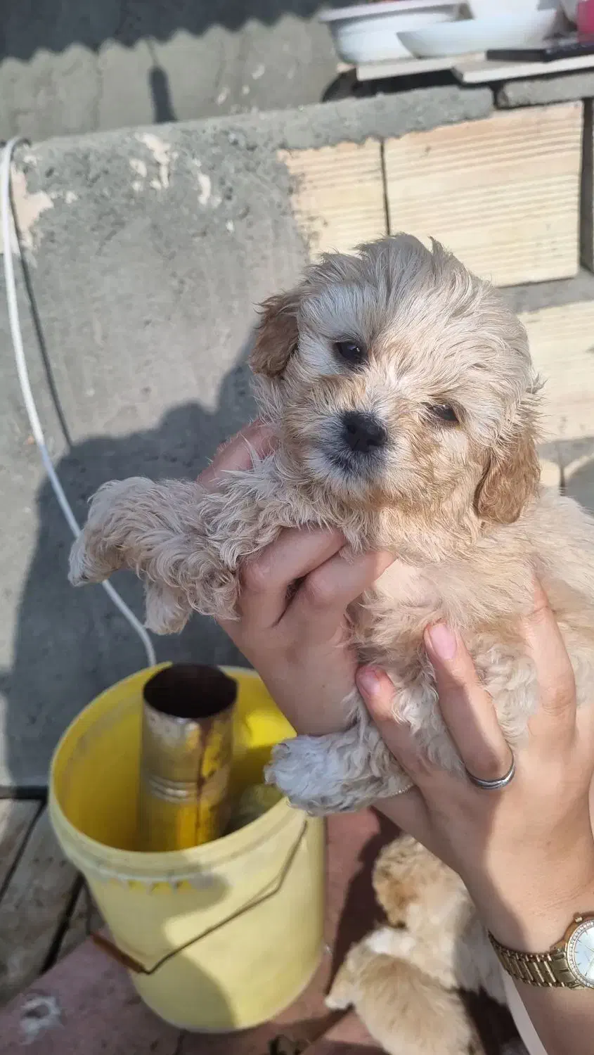 توله پاکوتاه|سگ|خوی, |دیوار