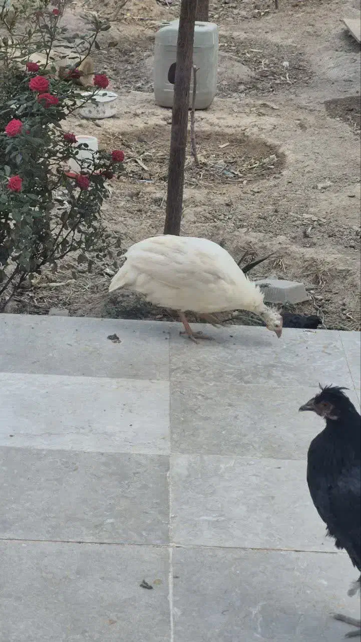 نوچه مرغ و مرغ شاخدار سفید|حیوانات مزرعه|قم, پردیسان|دیوار