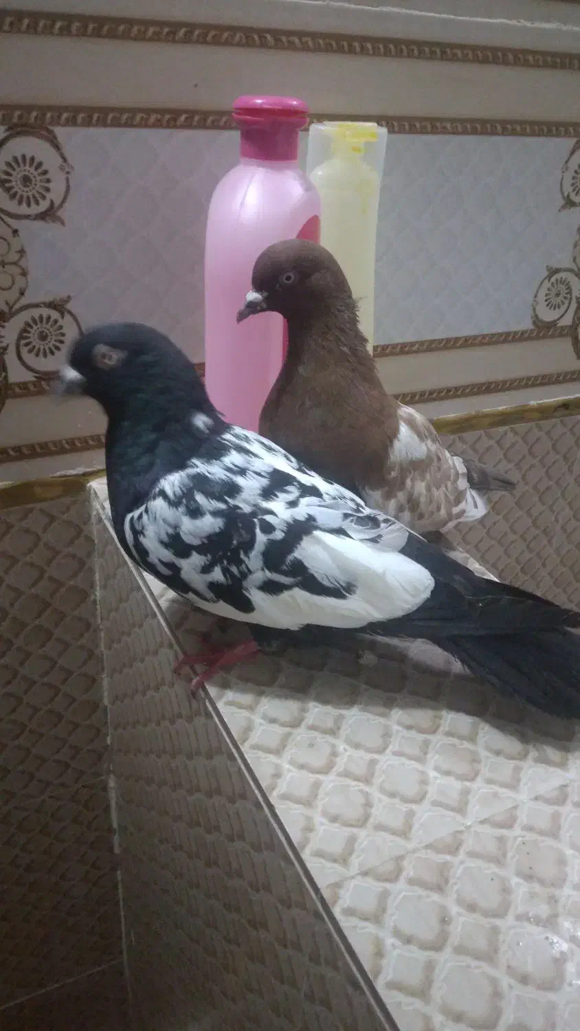 کبوتر سینهای|پرنده|کرباسک, |دیوار