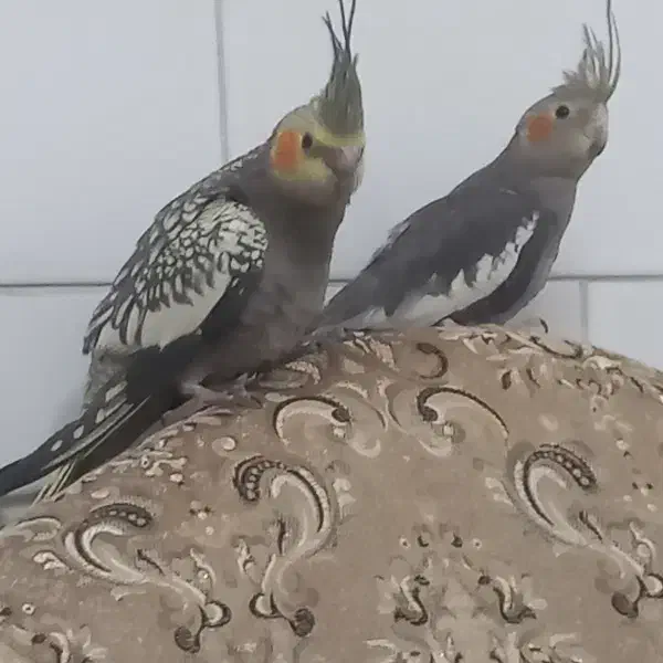 من به اندازه آواز پرنده زنده ام عروس و قناری|پرنده|یزد, |دیوار