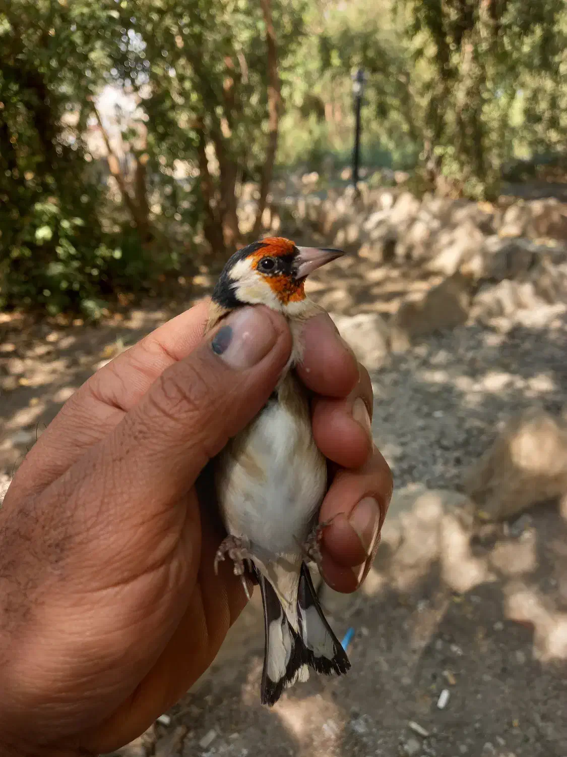 سهره باغملک چها گل و خال حلب|پرنده|اهواز, ۲۴ متری|دیوار