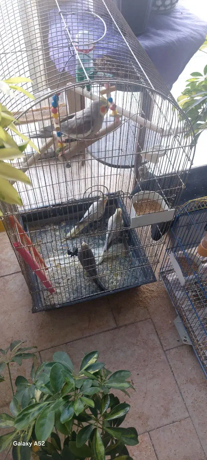 عروس هلندی|پرنده|شوط, |دیوار