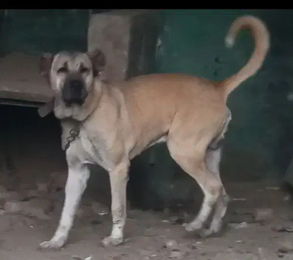 سگ سرابی نسل به حق قره باش یدان|سگ|تهران, باشگاه نفت|دیوار