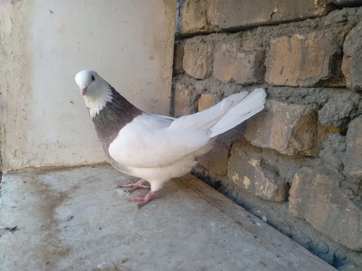 طوقی .|پرنده|اصفهان, زیار|دیوار