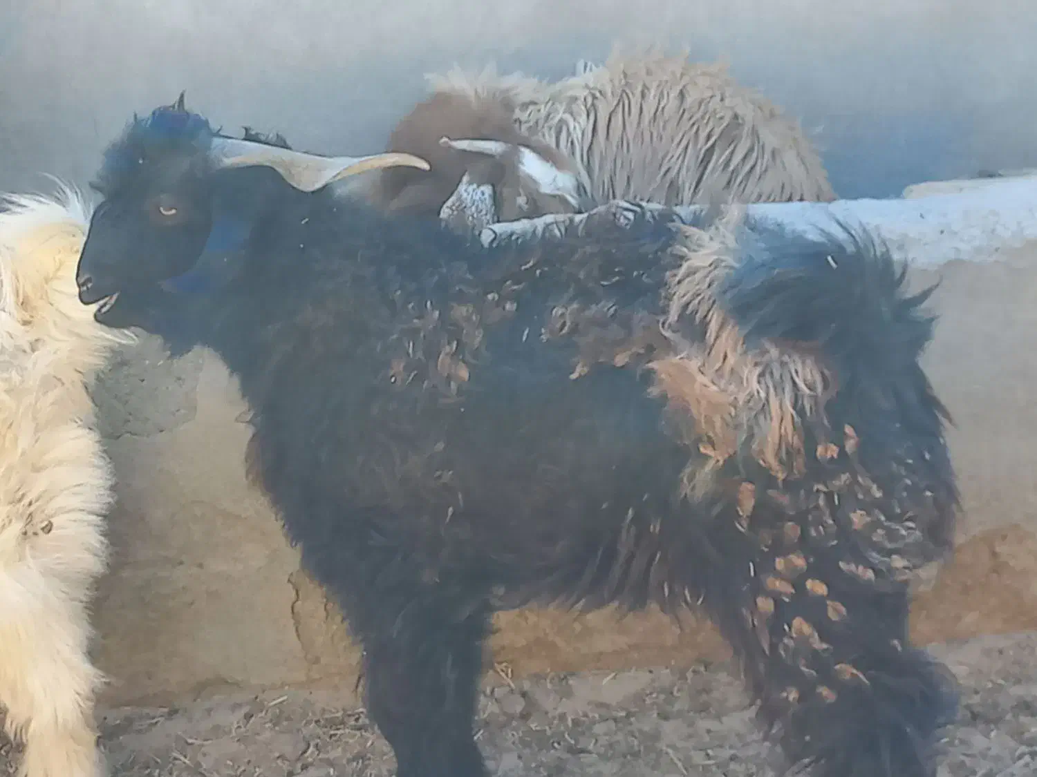 تگ شاد|حیوانات مزرعه|قرقری, |دیوار