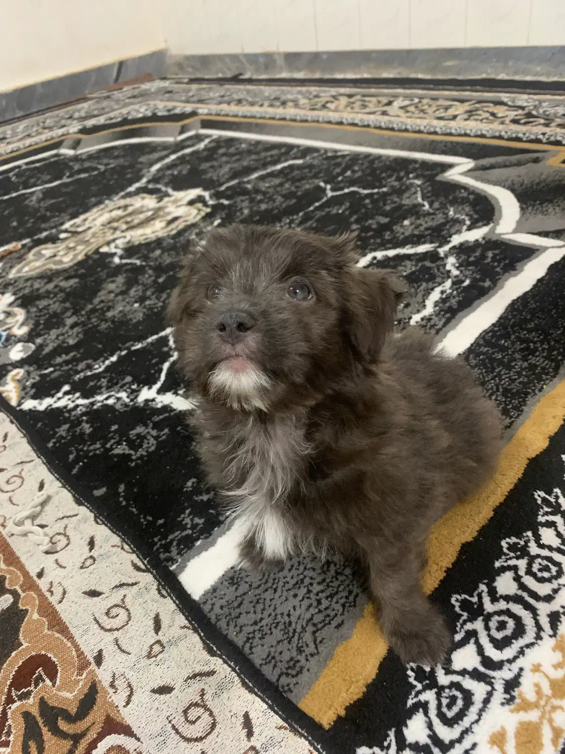 سگ اشتیپز|سگ|اهواز, منبع اب|دیوار