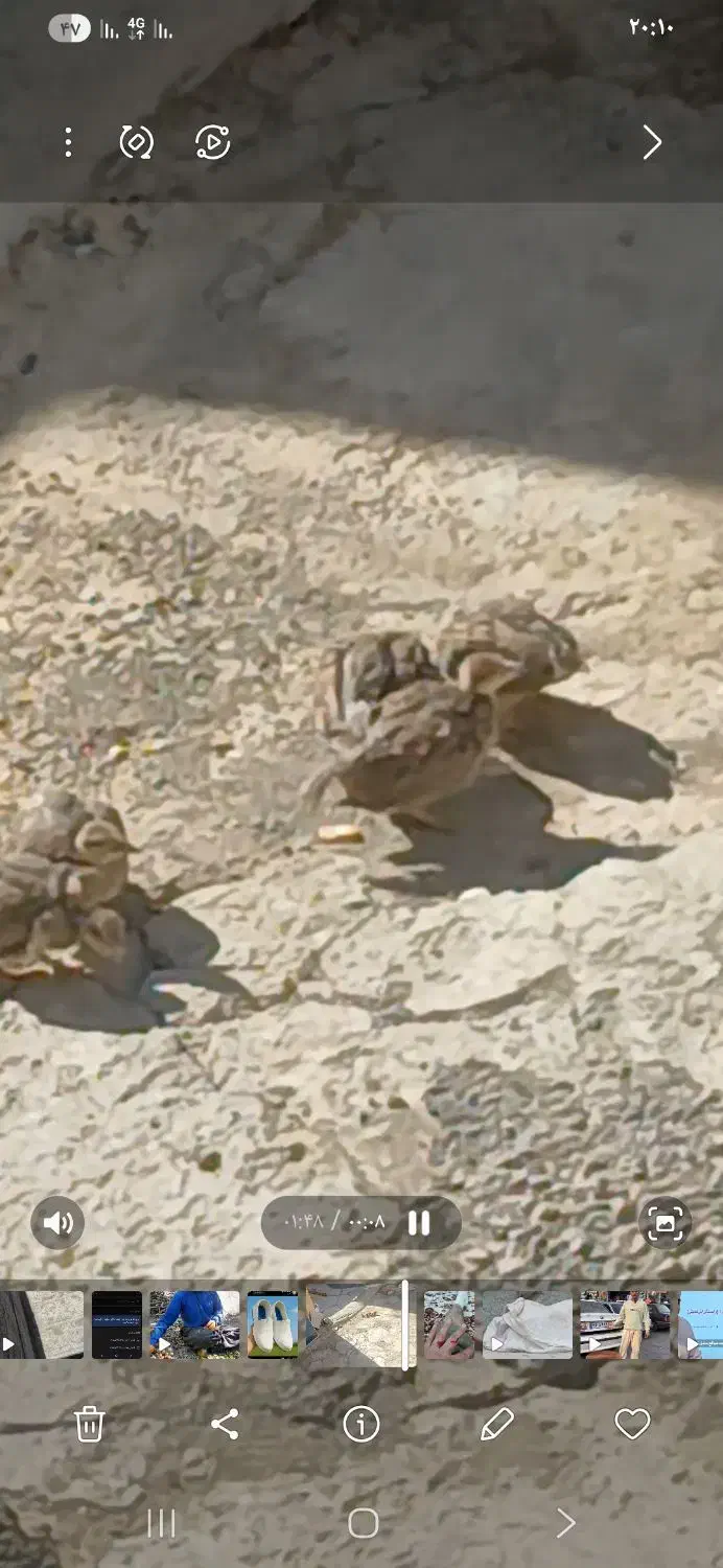 بچه بلدر چین یاگوار گمشده|حیوانات|سنندج, |دیوار