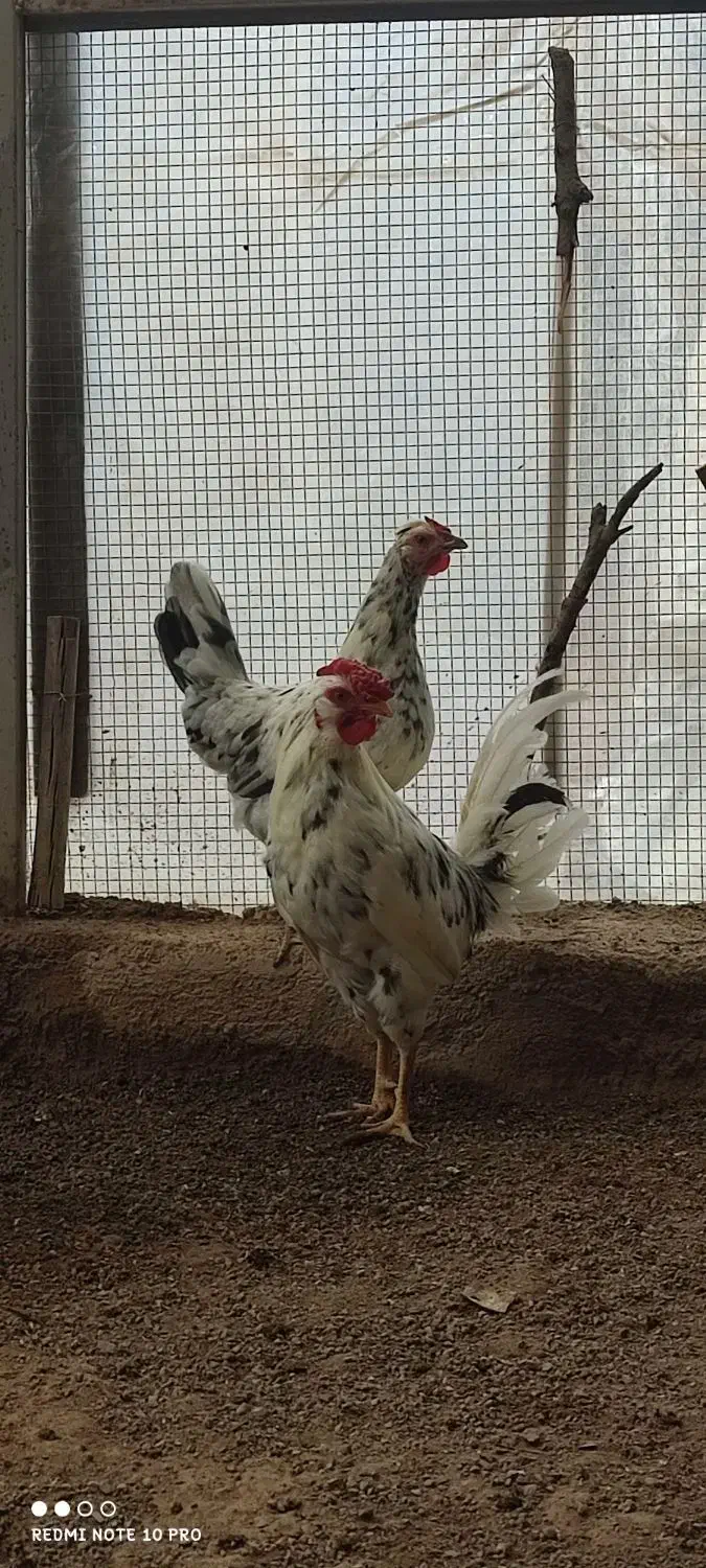 مرغ و خروس  گلین|حیوانات مزرعه|قم, زنبیل آباد|دیوار