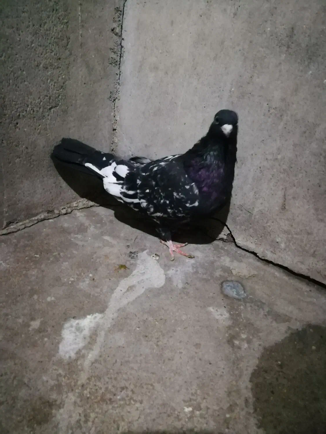 6تا کبوتر ماده|پرنده|مسجد سلیمان, |دیوار