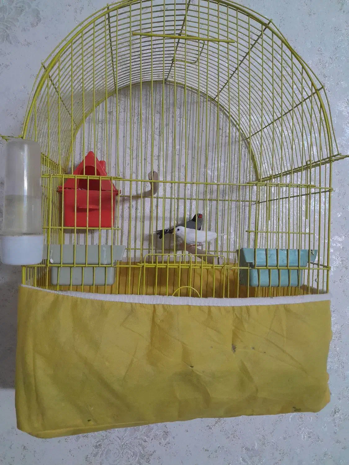 فنج نر وماده با قفس وسایل|پرنده|کاشان, راوند|دیوار