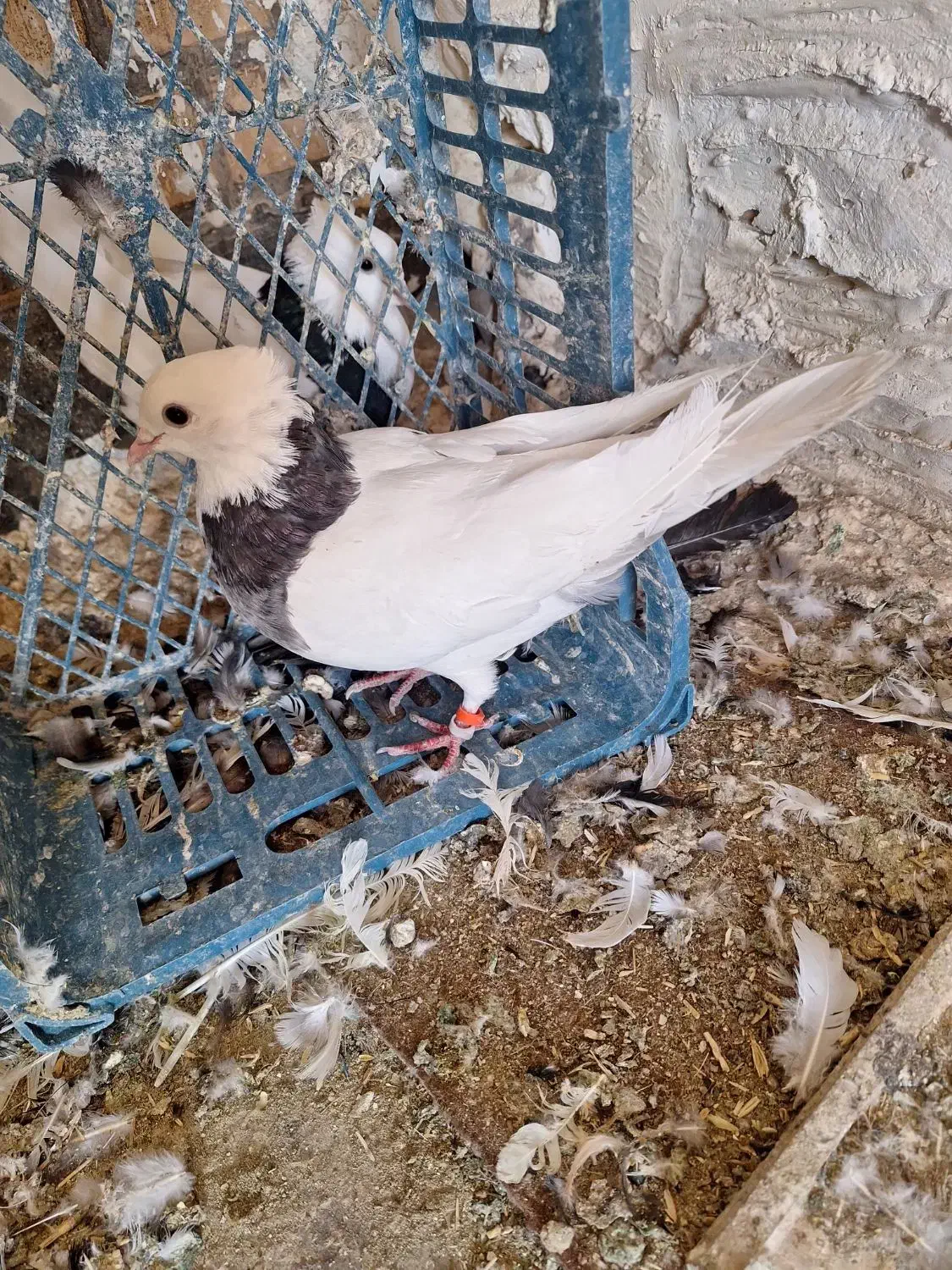 چشنوک طوقی ماده|پرنده|مسجد سلیمان, |دیوار