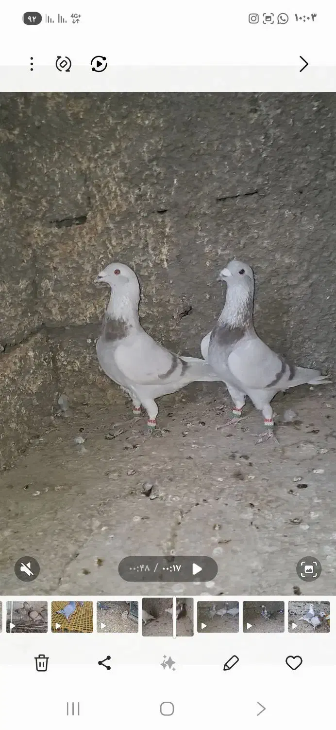 نر پرشی|پرنده|وحدتیه, |دیوار