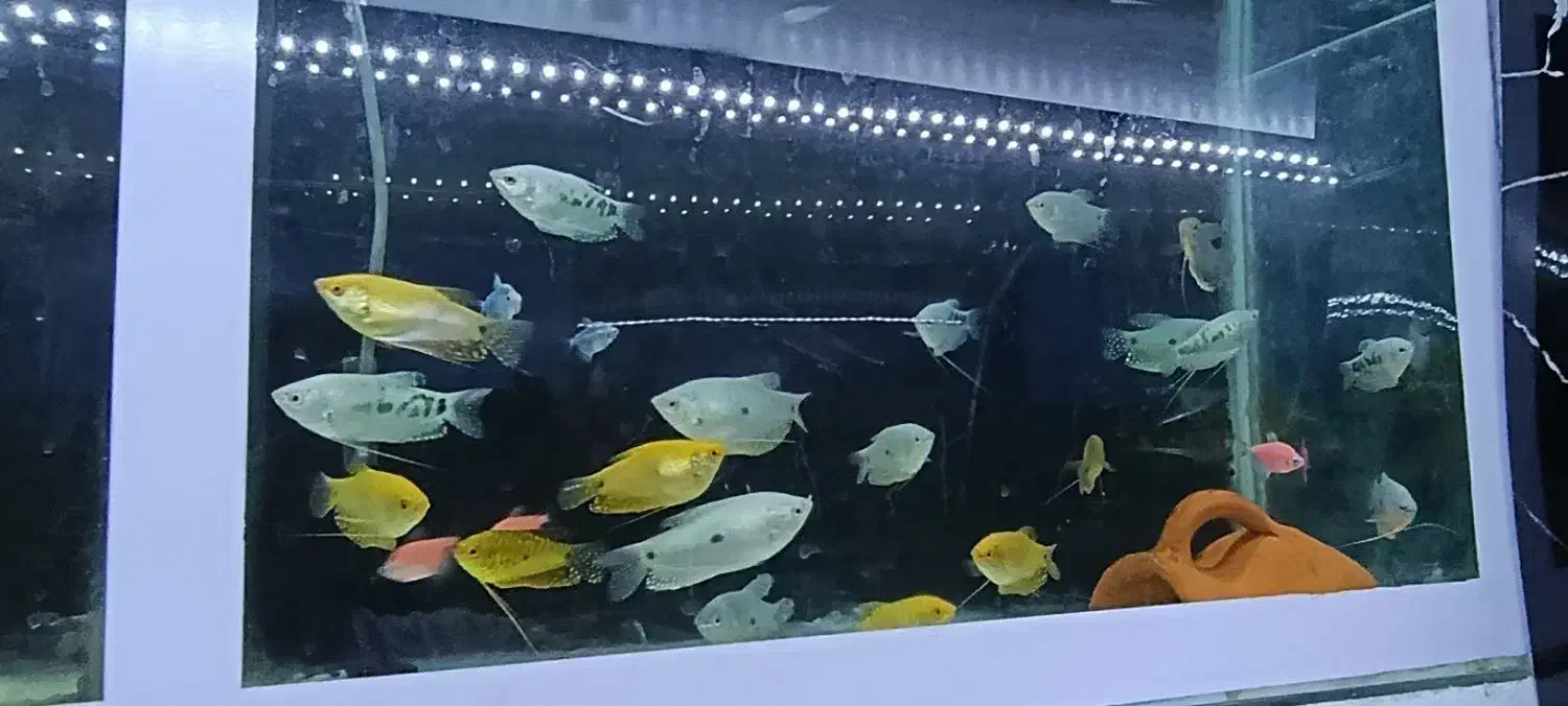 ماهی آکواریومی|ماهی|رشت, آب و برق|دیوار