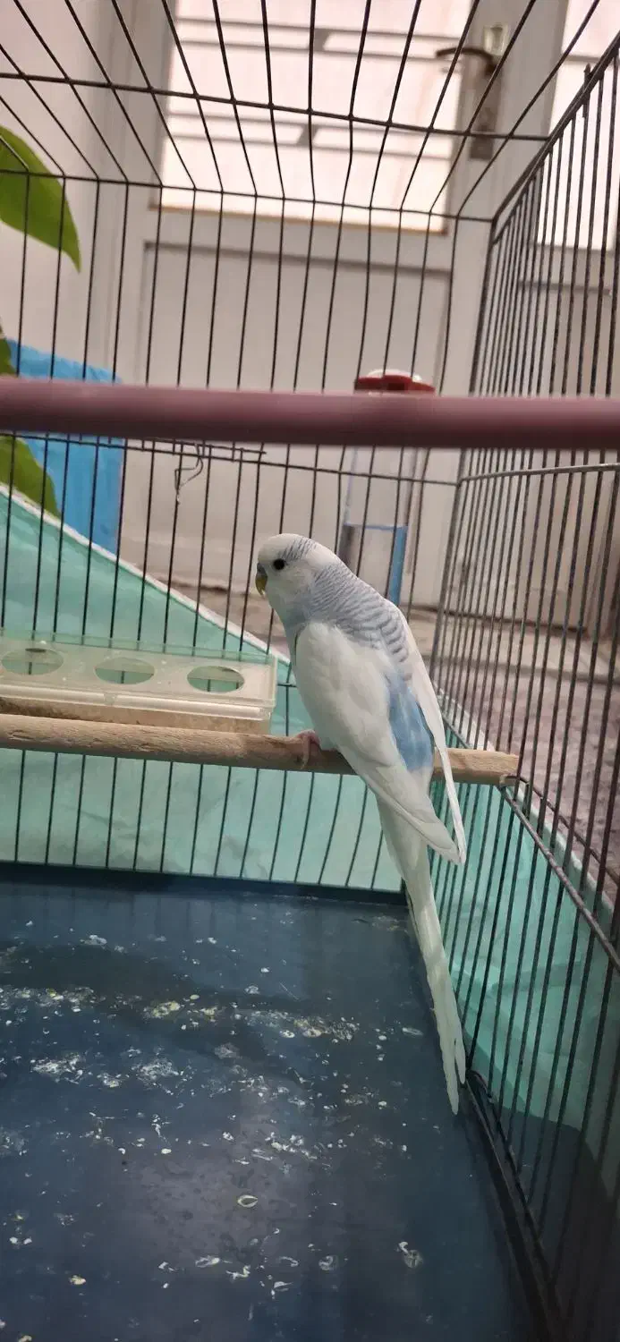 مرغ عشق مولد|پرنده|مرودشت, ژیان|دیوار