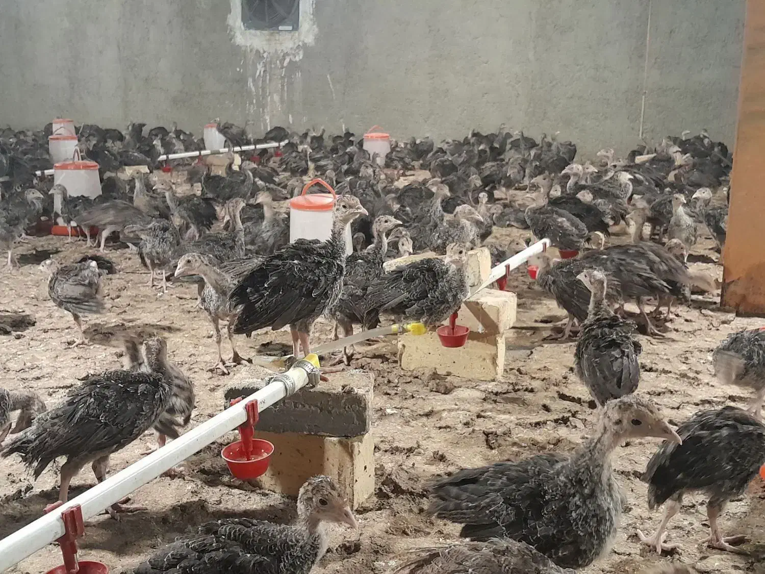 نیمچه بوقلمون سینه پهن ۳۰ روزه برنز آمریکایی|حیوانات مزرعه|ورامین, ورامین|دیوار