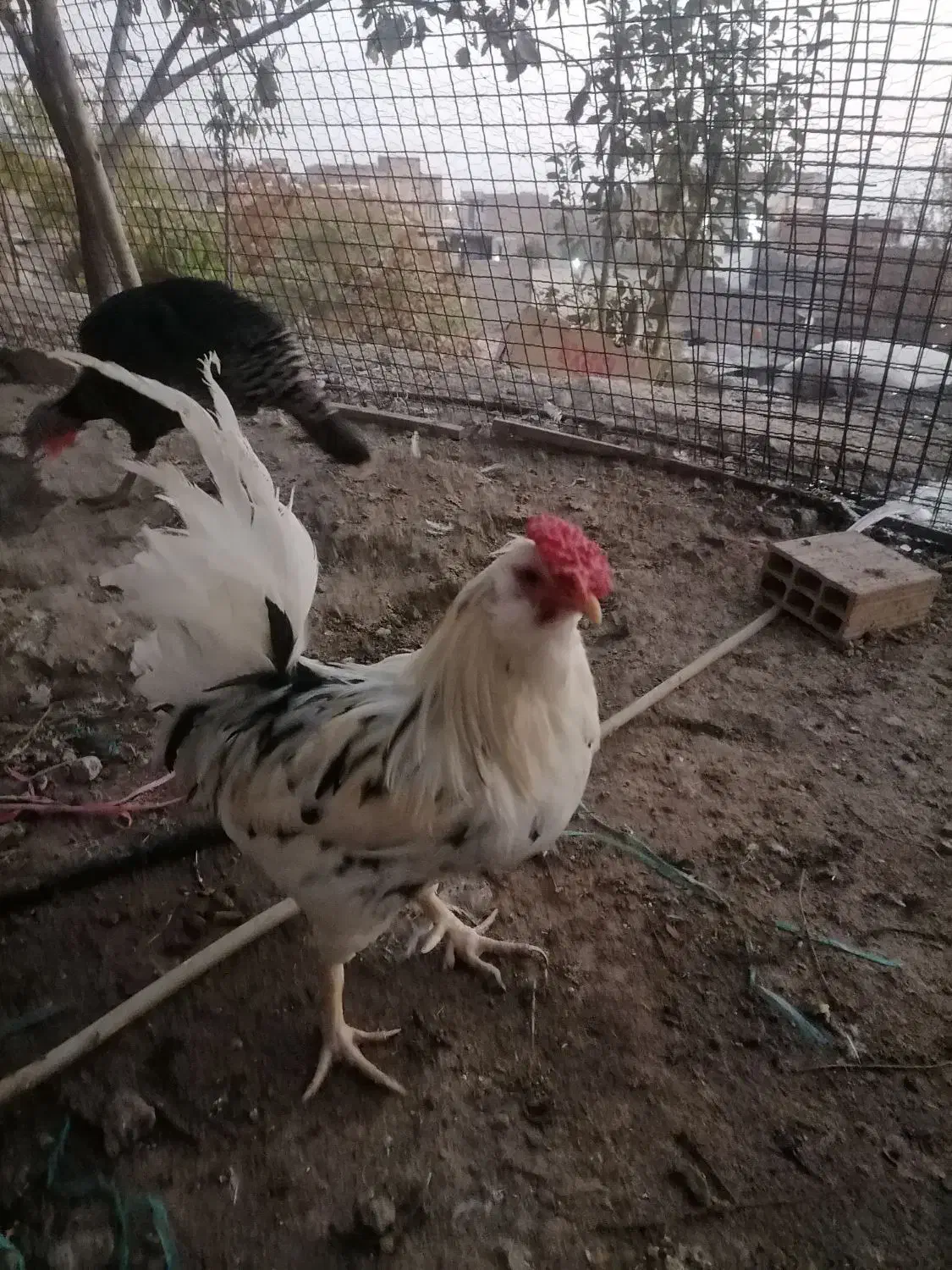 مرغ و خرو و بوقلمون|حیوانات مزرعه|کرج, حسن آباد|دیوار