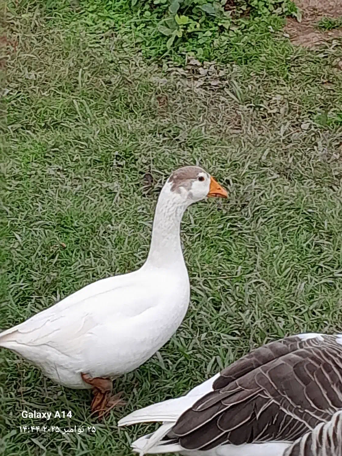 غاز سالم|حیوانات مزرعه|سنگر, |دیوار