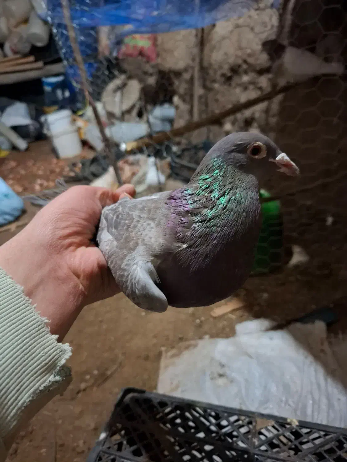 کبوتر|پرنده|بستان آباد, |دیوار