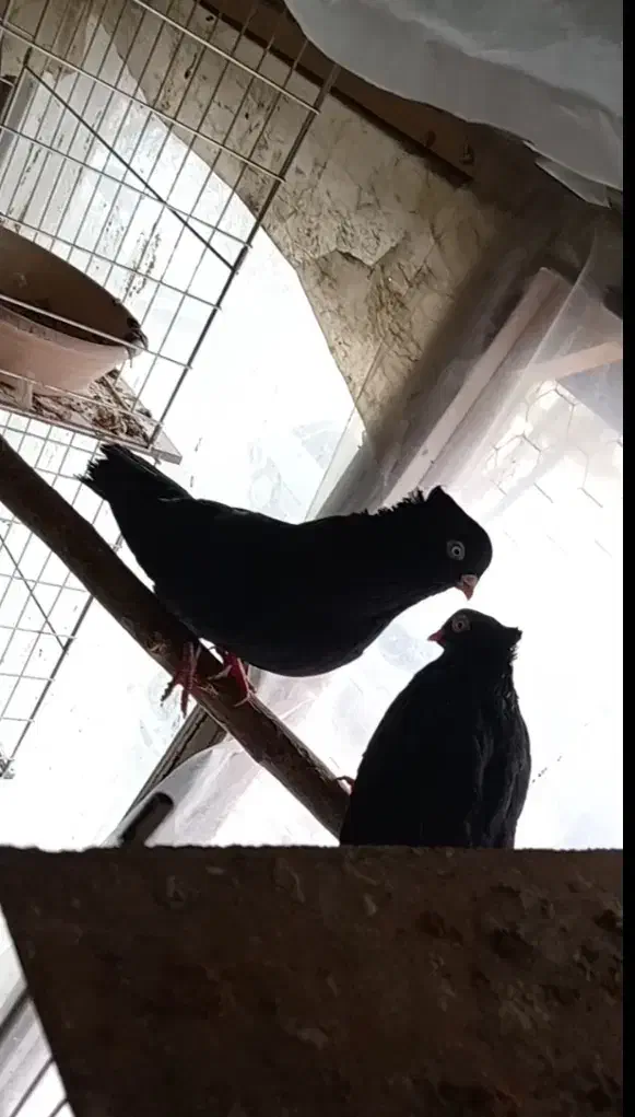 نر و ماده قیل|پرنده|شهرضا, |دیوار