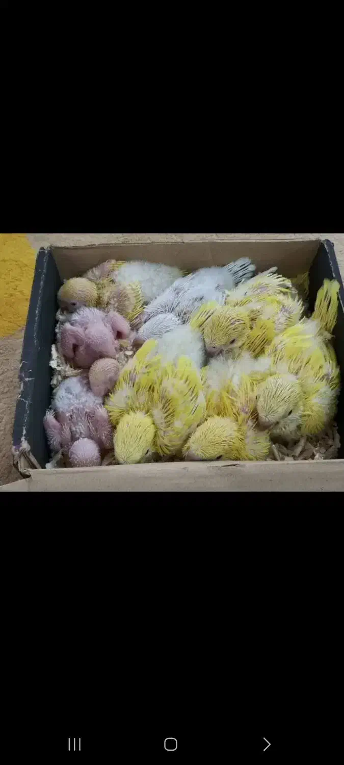 انواع طوطیسانان راهب ملنگو گرینچیک ....|پرنده|قم, انسجام|دیوار