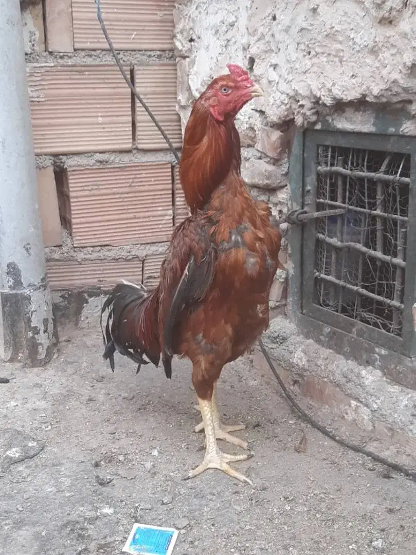 خروس لاری افغان|حیوانات مزرعه|پاکدشت, پاکدشت (مامازند)|دیوار