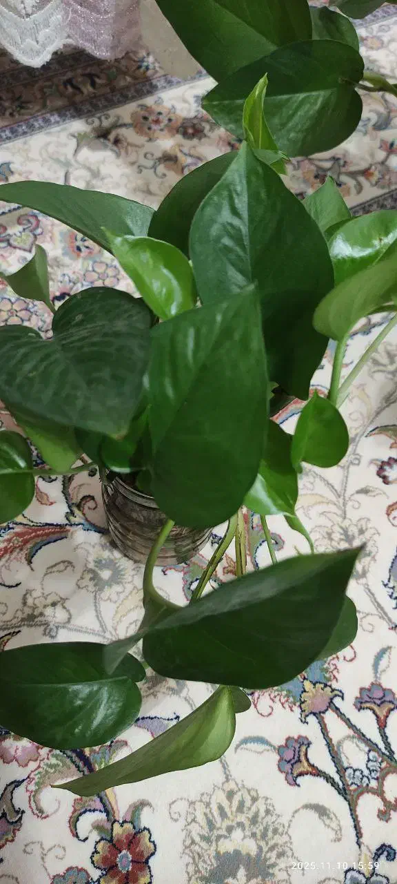 قلمه پتوس|گل و گیاه طبیعی|فولادشهر, B6|دیوار