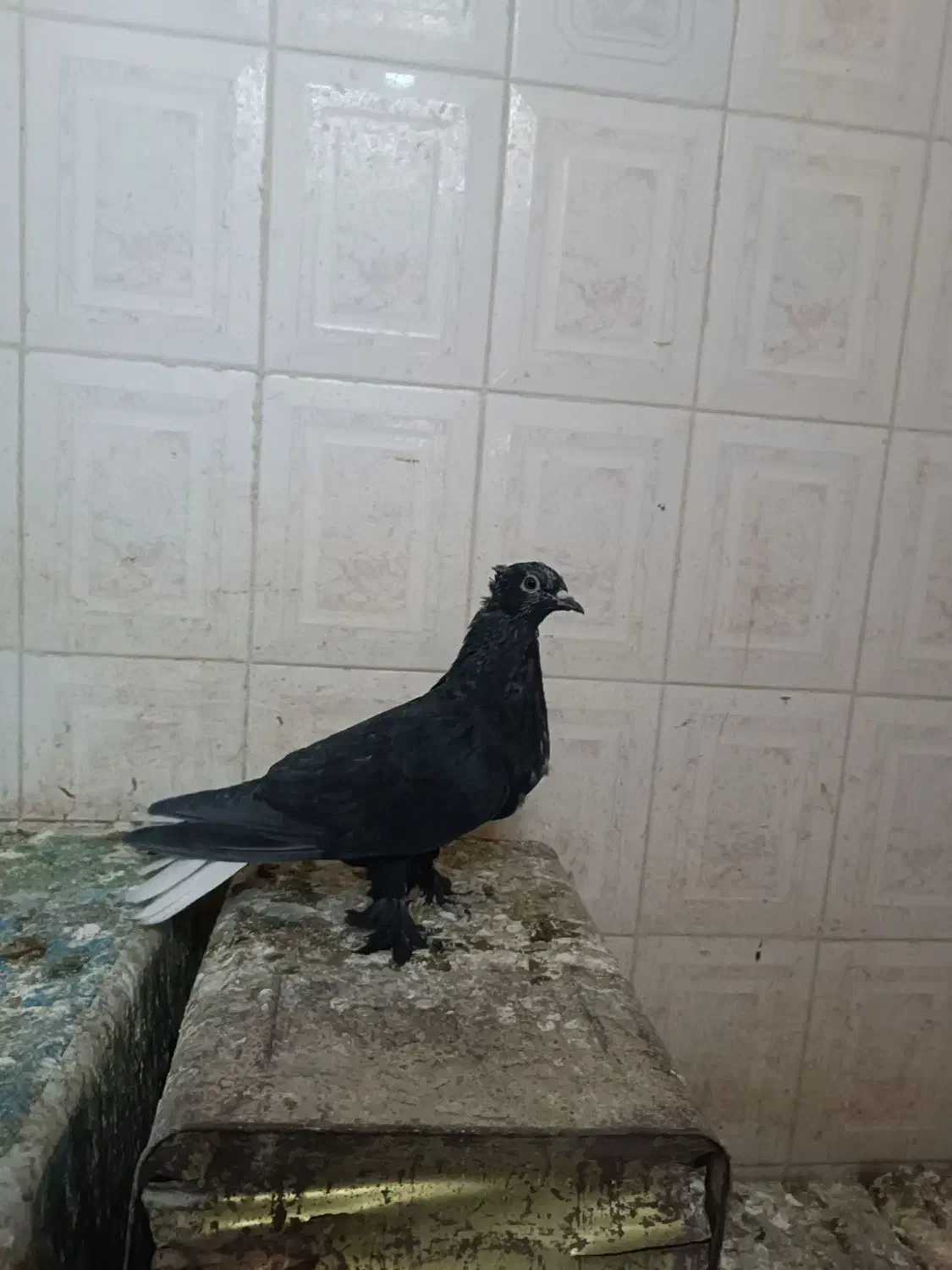 پلنگ،کلاغ،زاغ دمسفید کلاهی کفتر|پرنده|کرمان, |دیوار