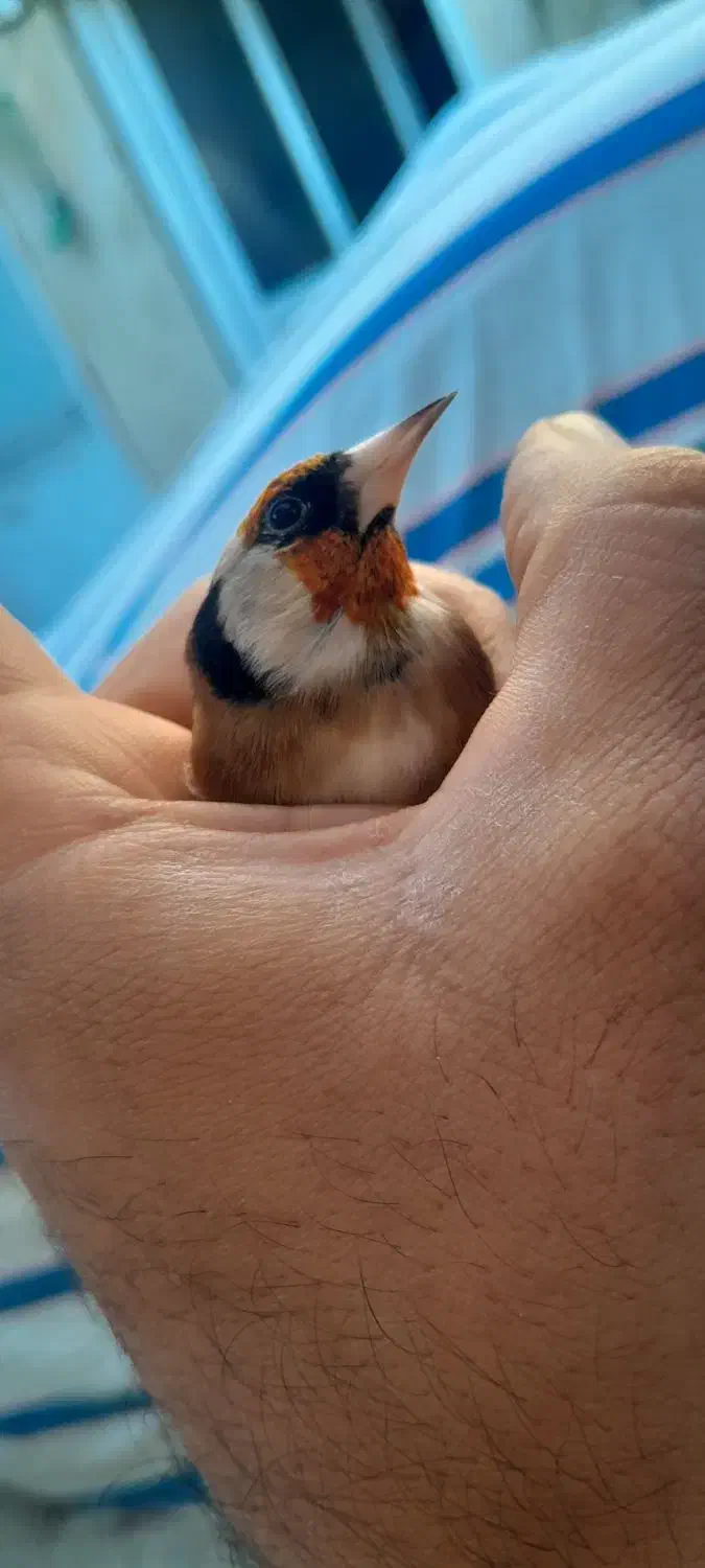 سهره کراواتی بدون توضیح|پرنده|سنندج, |دیوار