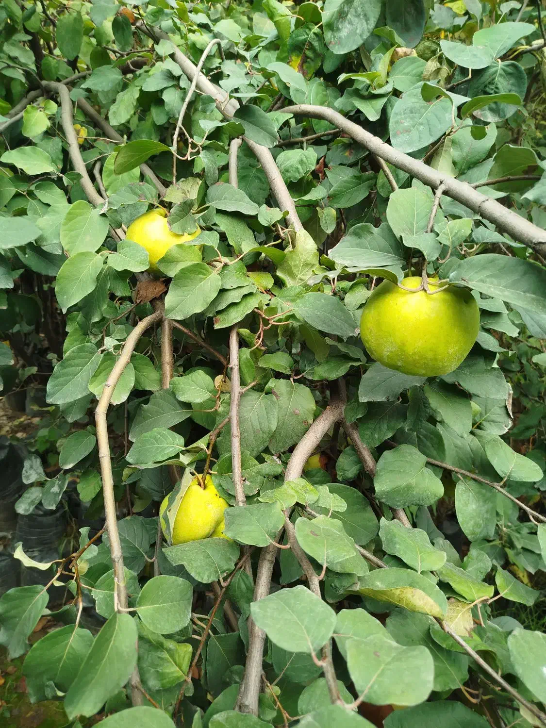 فروش انواع سیاه ریشه|گل و گیاه طبیعی|ارطه, |دیوار