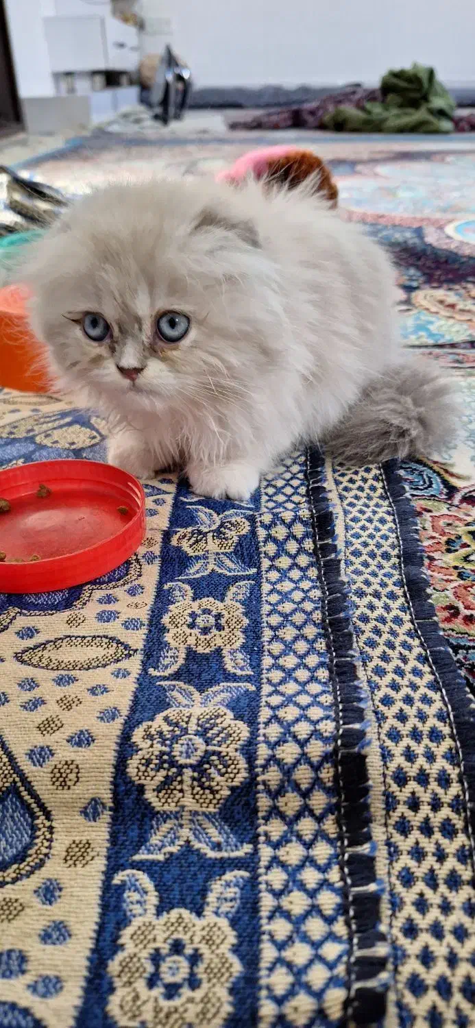 گربه پرشین|گربه|بم, |دیوار