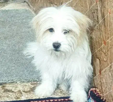 فروش سگ شیتزو تریر|سگ|سیرجان, |دیوار