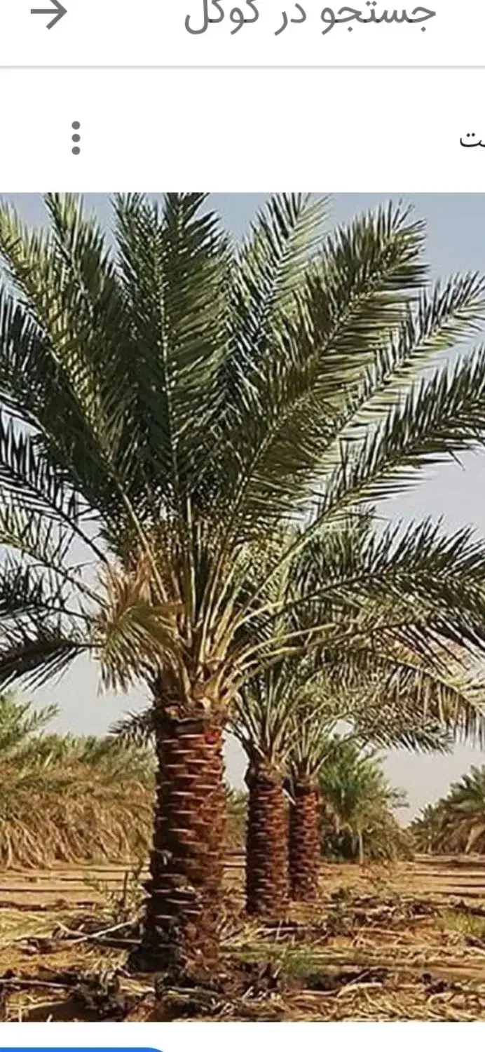 اجاره کننده باغ خرما|خدمات باغبانی و درختکاری|ریگان, |دیوار