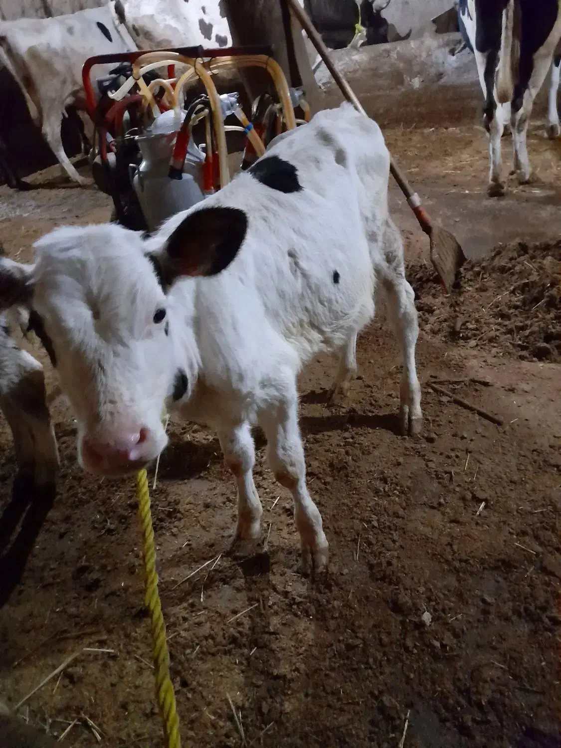 یک راس گوساله ماده شیر خوار بفروش میرسد|حیوانات مزرعه|سراب, |دیوار