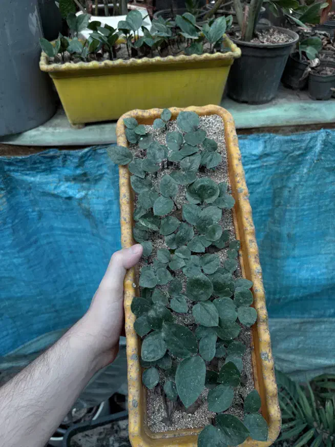 گلدون زامو سبز هلندی گلدون پر تعداد بالا|گل و گیاه طبیعی|قائم‌شهر, |دیوار