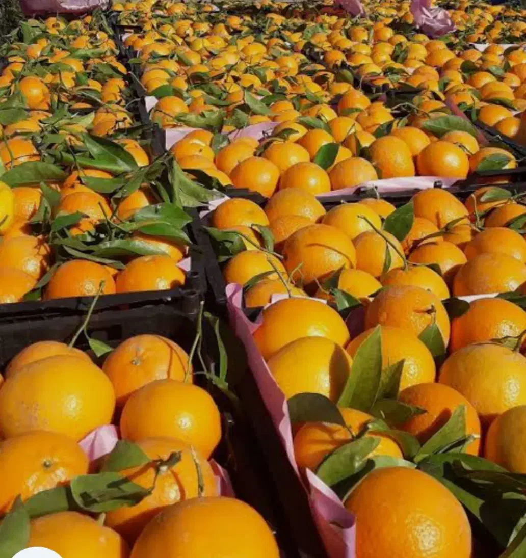 پرتقال و خارو ، درجه یک|خوردنی و آشامیدنی|چرام, |دیوار