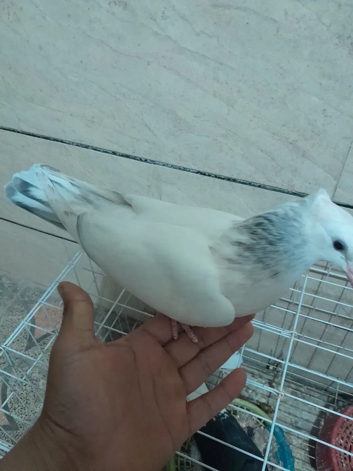 کبوتر دم کوهی نردر رامهرمز|پرنده|اهواز, ۲۴ متری|دیوار