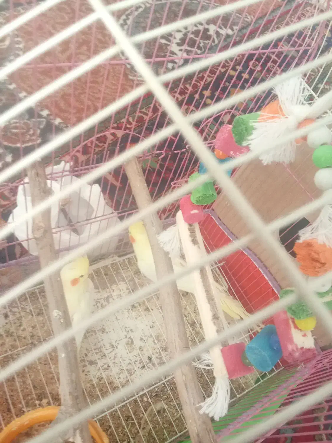 ۳۰۰۰۰۰۰۰|پرنده|خوی, |دیوار